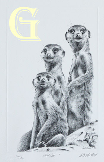 PETER HILDICK, LIMITED EDITION PRINT, WHAT THE, PRINT, MEERKATS
